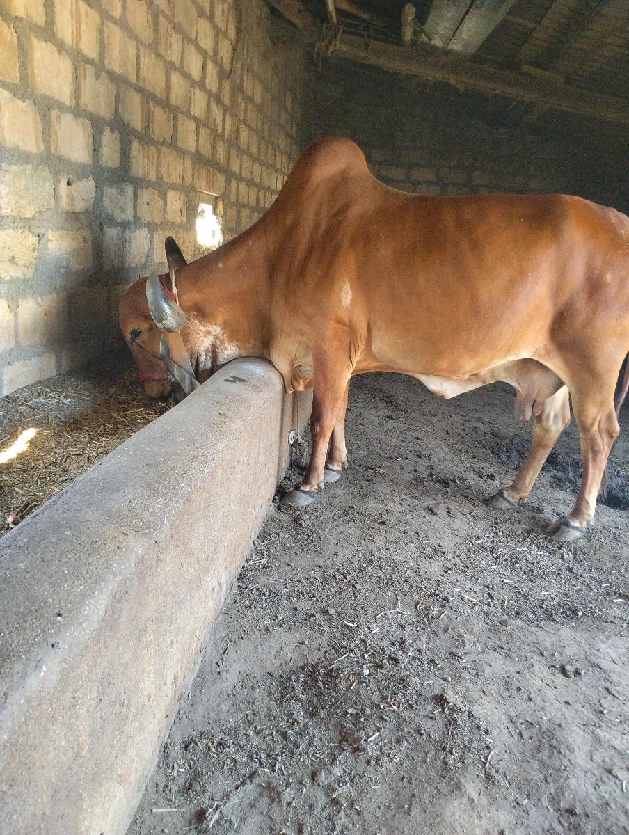 ગાય વેચવાની છે