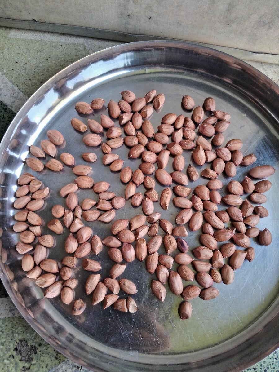 G 20 કોરી મગફળીનુ બિયારણ છે.