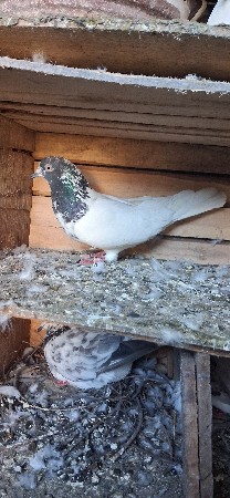 કબૂતર વેચવાના છે