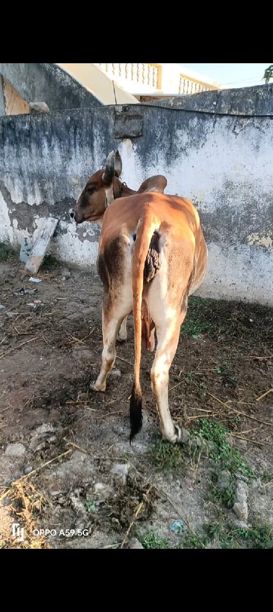 ગાય વેચવાની છે વીયાસેહવે