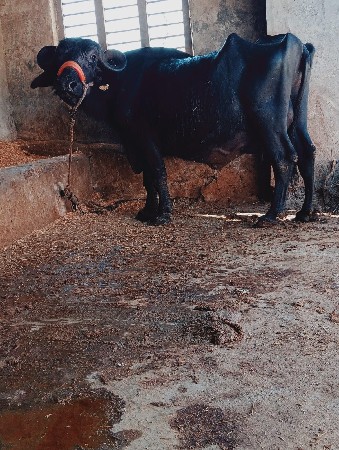 थंबनेल 3