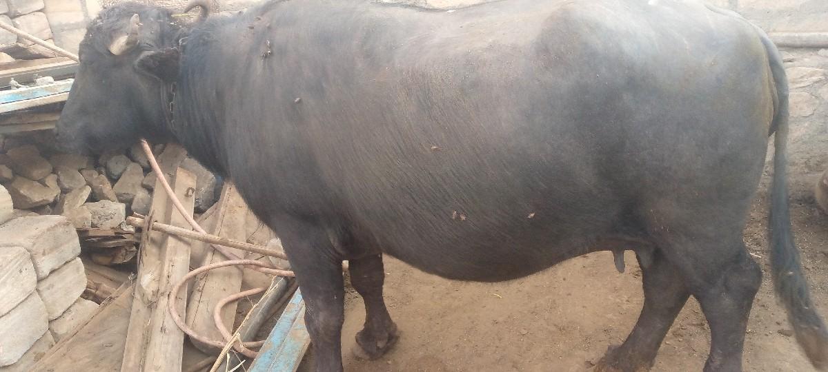 थंबनेल 2