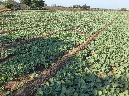 કોબી‌ નો રોપ