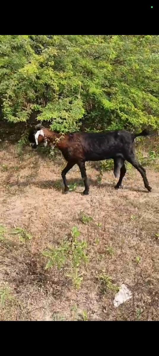 થંબનેલ 2