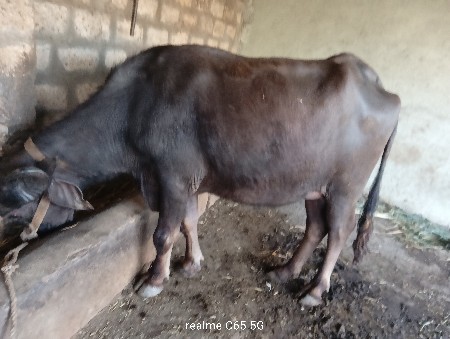 પેલું વેતર ખડેલી 2 દાંતે