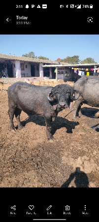 પાડો વેશવો