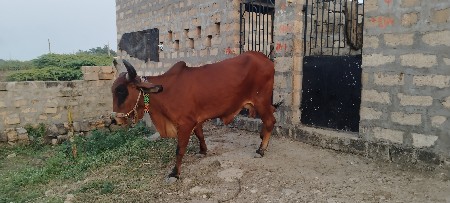 થંબનેલ 2