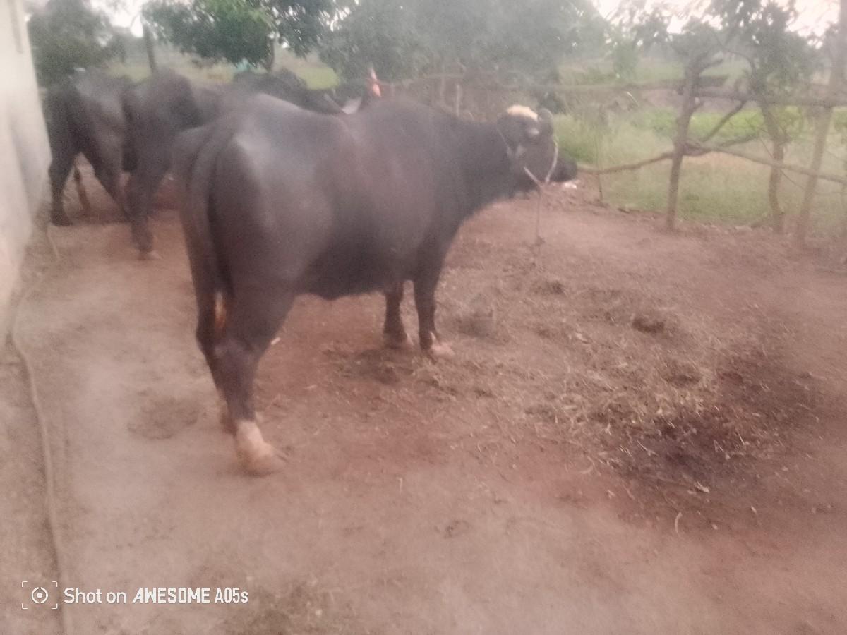 थंबनेल 3