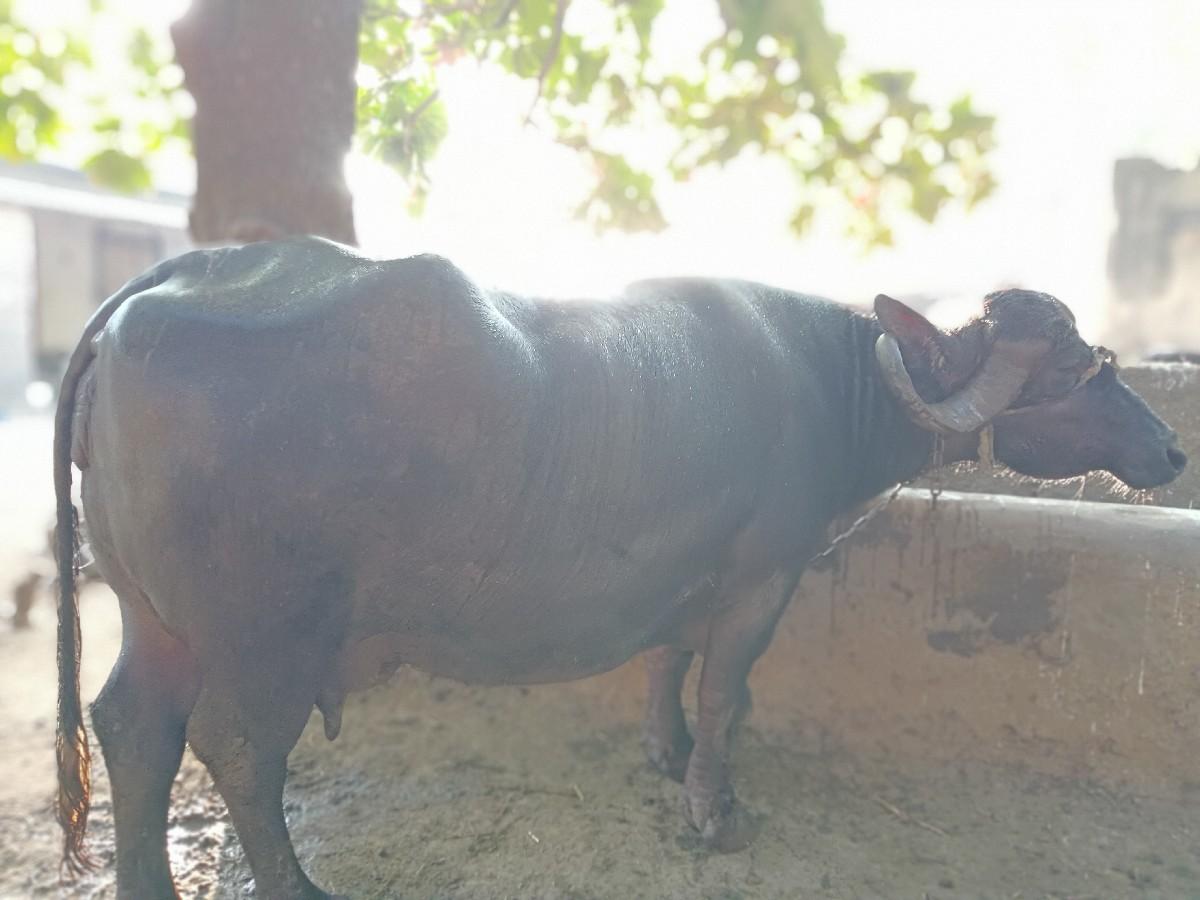 ભેંસ વેચવાની છે ફુલ ગેરંટી સાથે