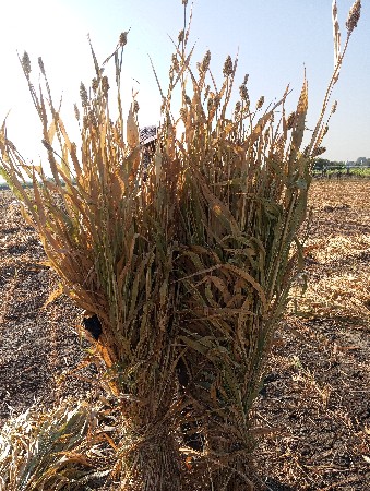 સાર નીરણ વેચવાની છે