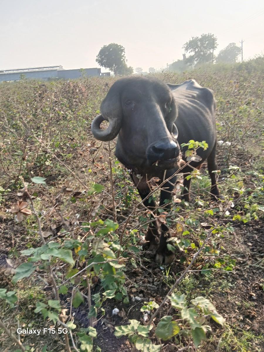 આ જાફરાબાદી ખડેલી વેચવાની છે.