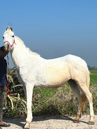ગાય વેચવાની છે