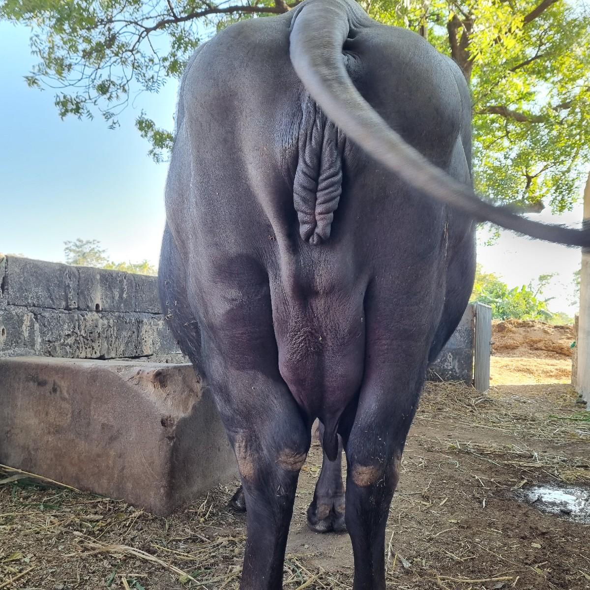 થંબનેલ 3