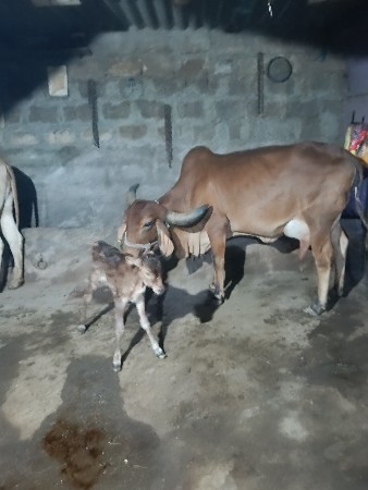 ગાય વેચવાની છે