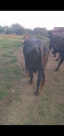 3વેસવાલાછે