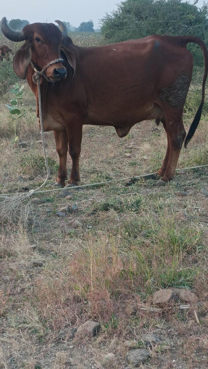 थंबनेल 4