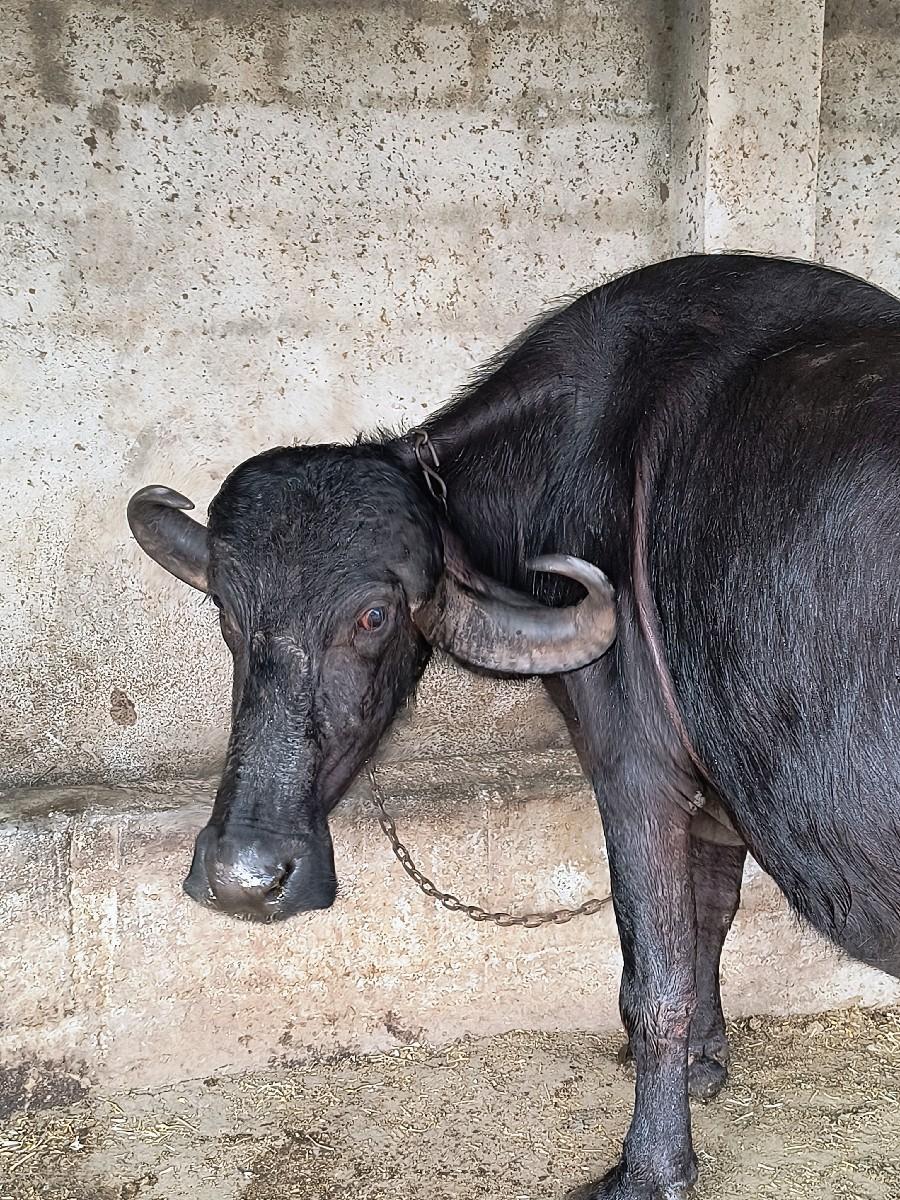 ભેંસ વેચવાની છે બીજું વેતર