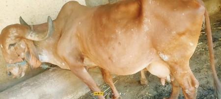 ગાય વેચવા ની  છે