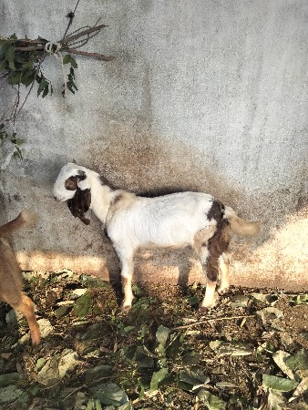 थंबनेल 2