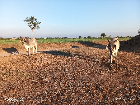 थंबनेल 2