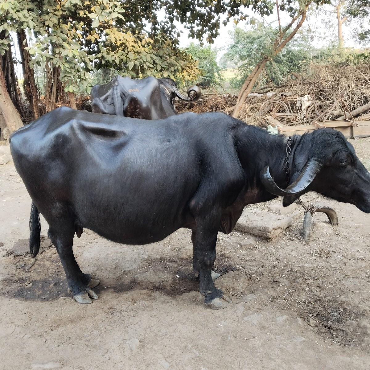 थंबनेल 3