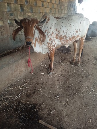 ગાય વેસવાની શે