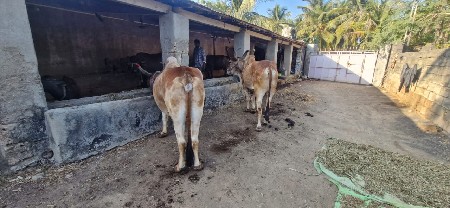 Desi balad veshvana 6