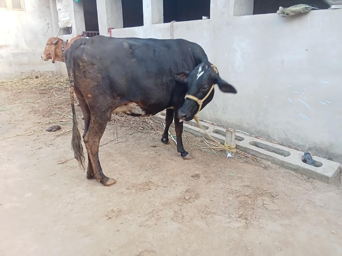 થંબનેલ 2