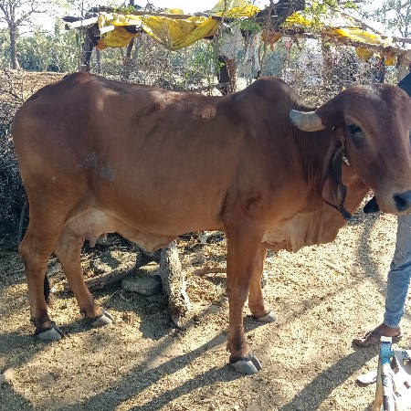 ગીર ગાય