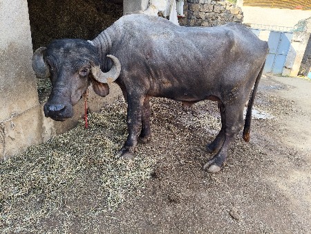 थंबनेल 1