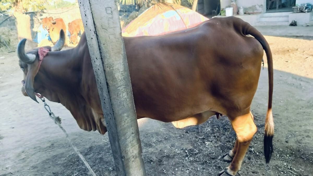 ગાય વેચવાની સે