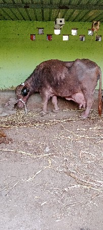 ભેસ વેસવા ની સે