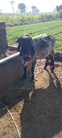 થંબનેલ 3