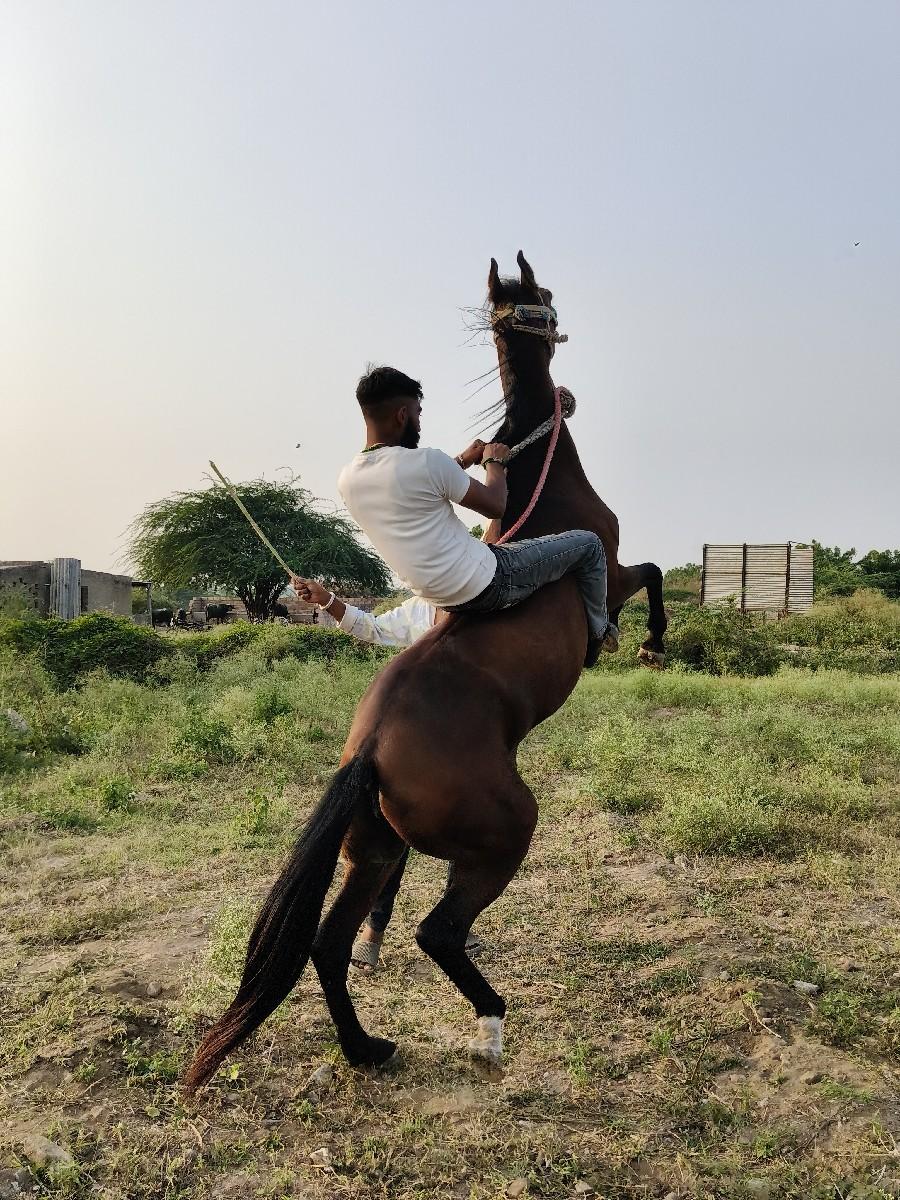 15000 ની અનંદર કોય ને ઘોડી દેવી