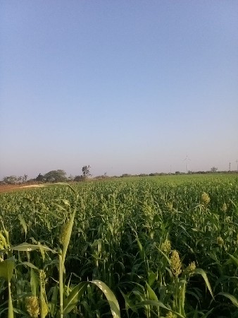 લીલી ગુઘરિ વેચવાની છે