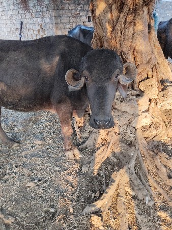 ખળેલી વેચવાની છે