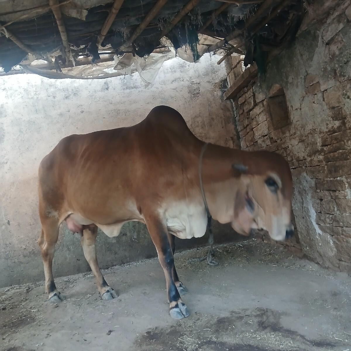 थंबनेल 3