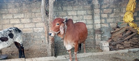 थंबनेल 2