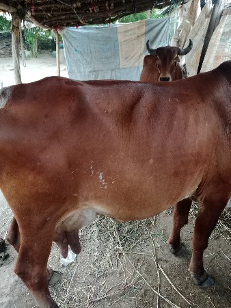 થંબનેલ 3