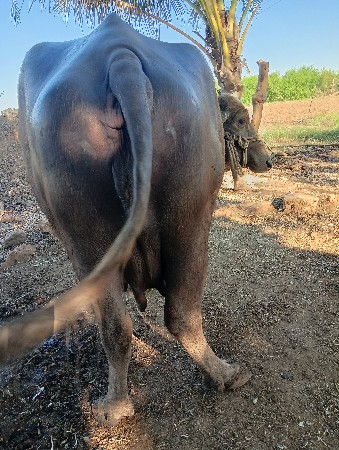 थंबनेल 2