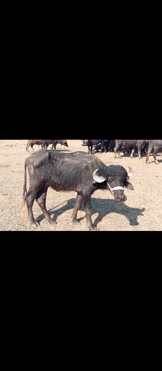 ખડેલી વેચવિ