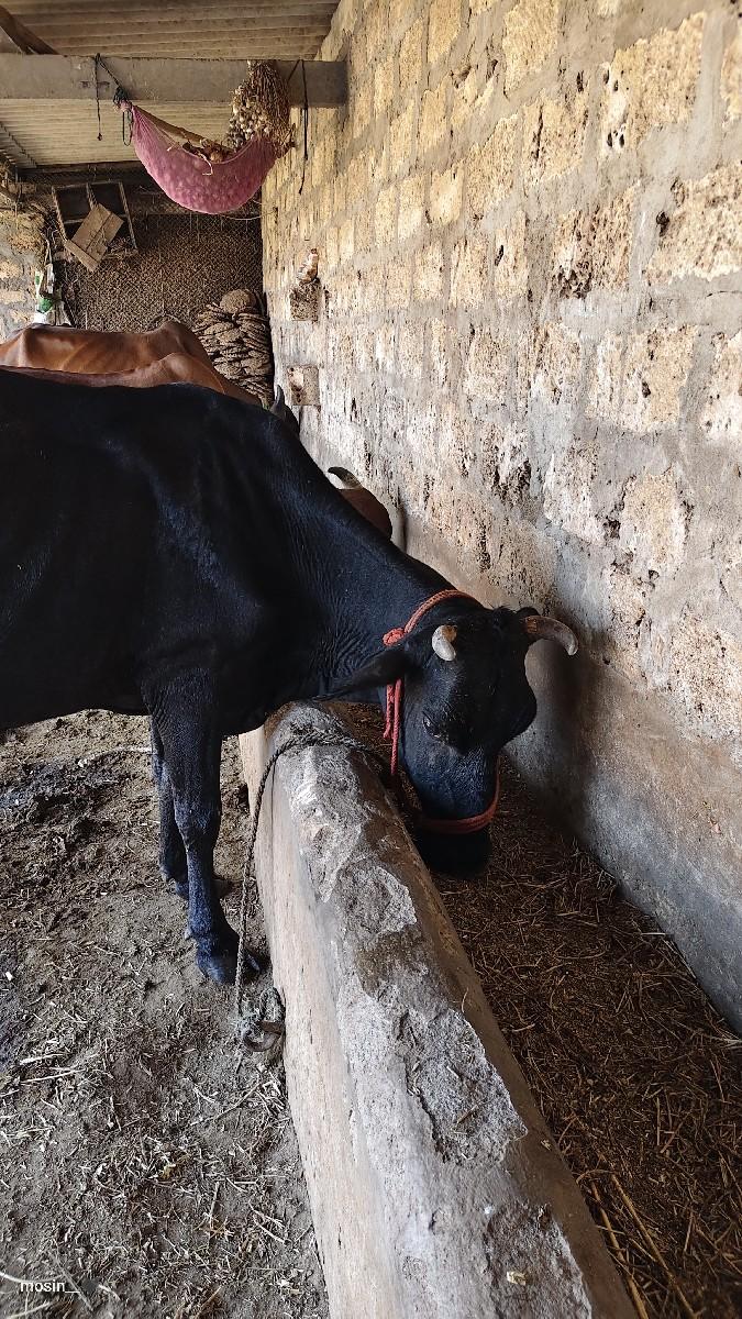 थंबनेल 2