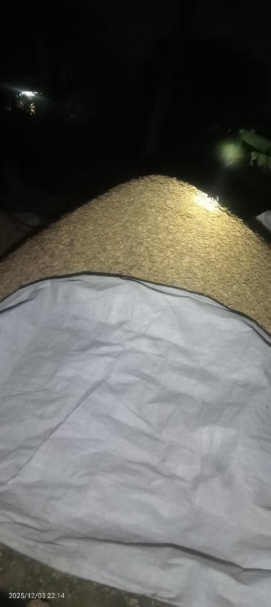 જી 22 મગફળી કોરી બીયારણ માટે