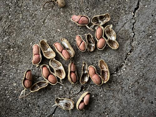 G20 બિયારણ ની માડવી કોરી