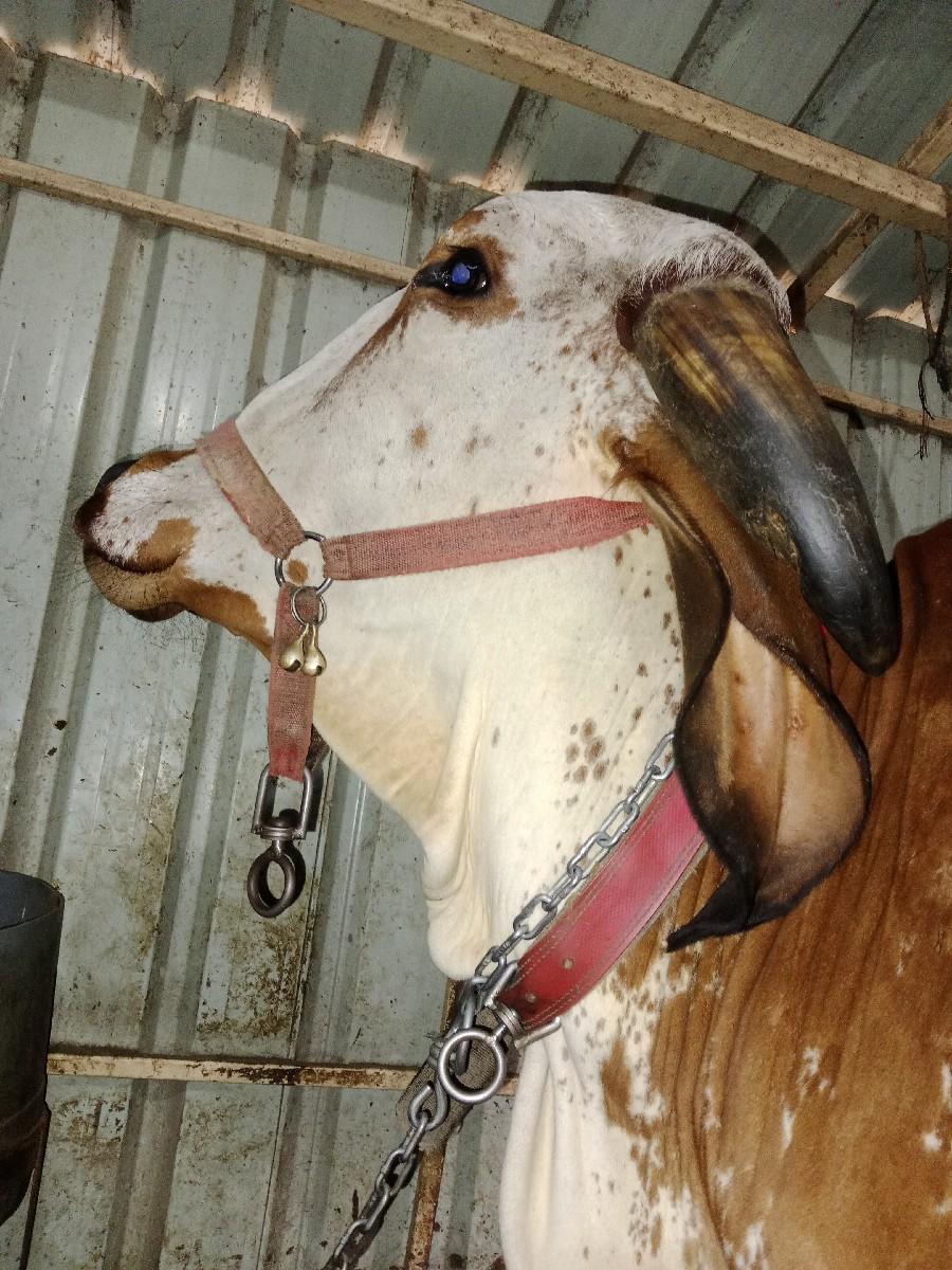 આ ગીર કાબરી ગાય વેચવાની છે