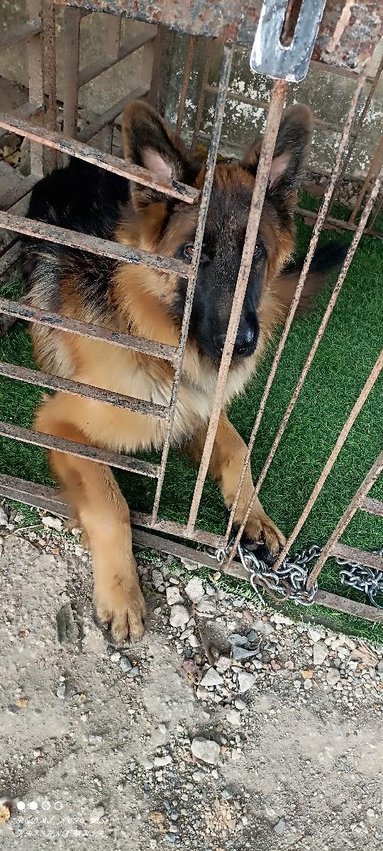 જર્મન સેફડ  લોંગ કોટ