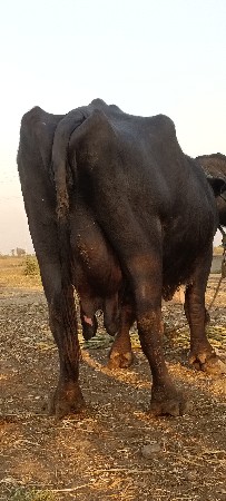 ભેસ વેચવાની છે