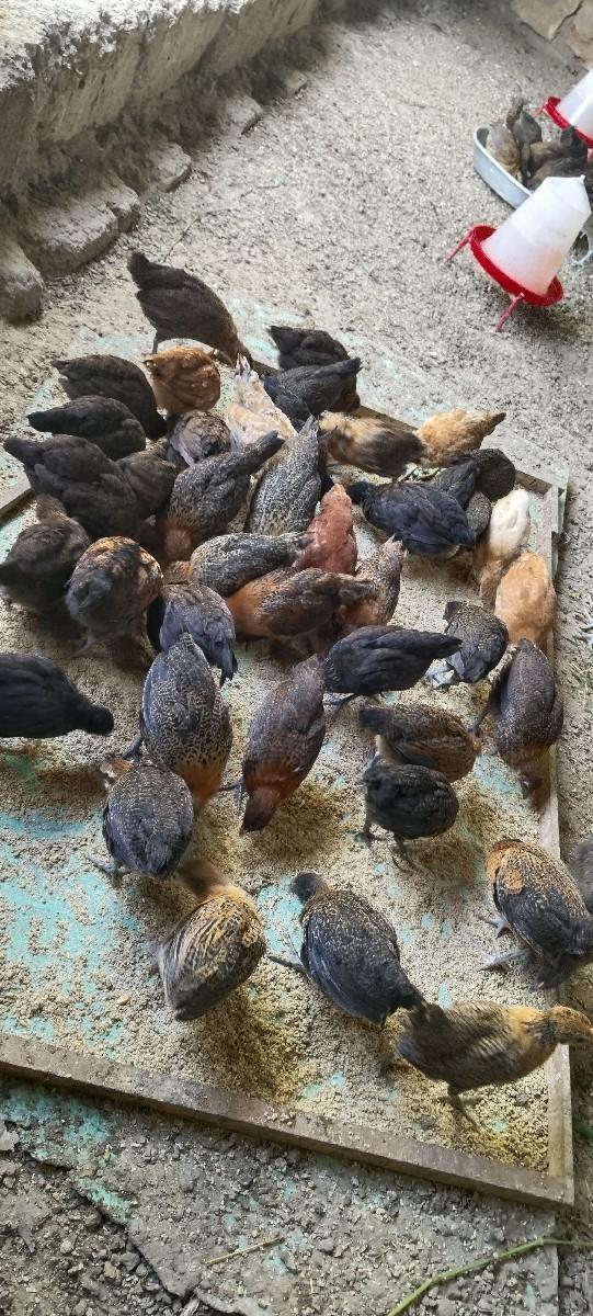 थंबनेल 4