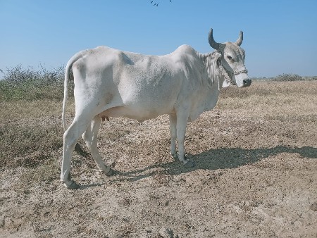 ગાય