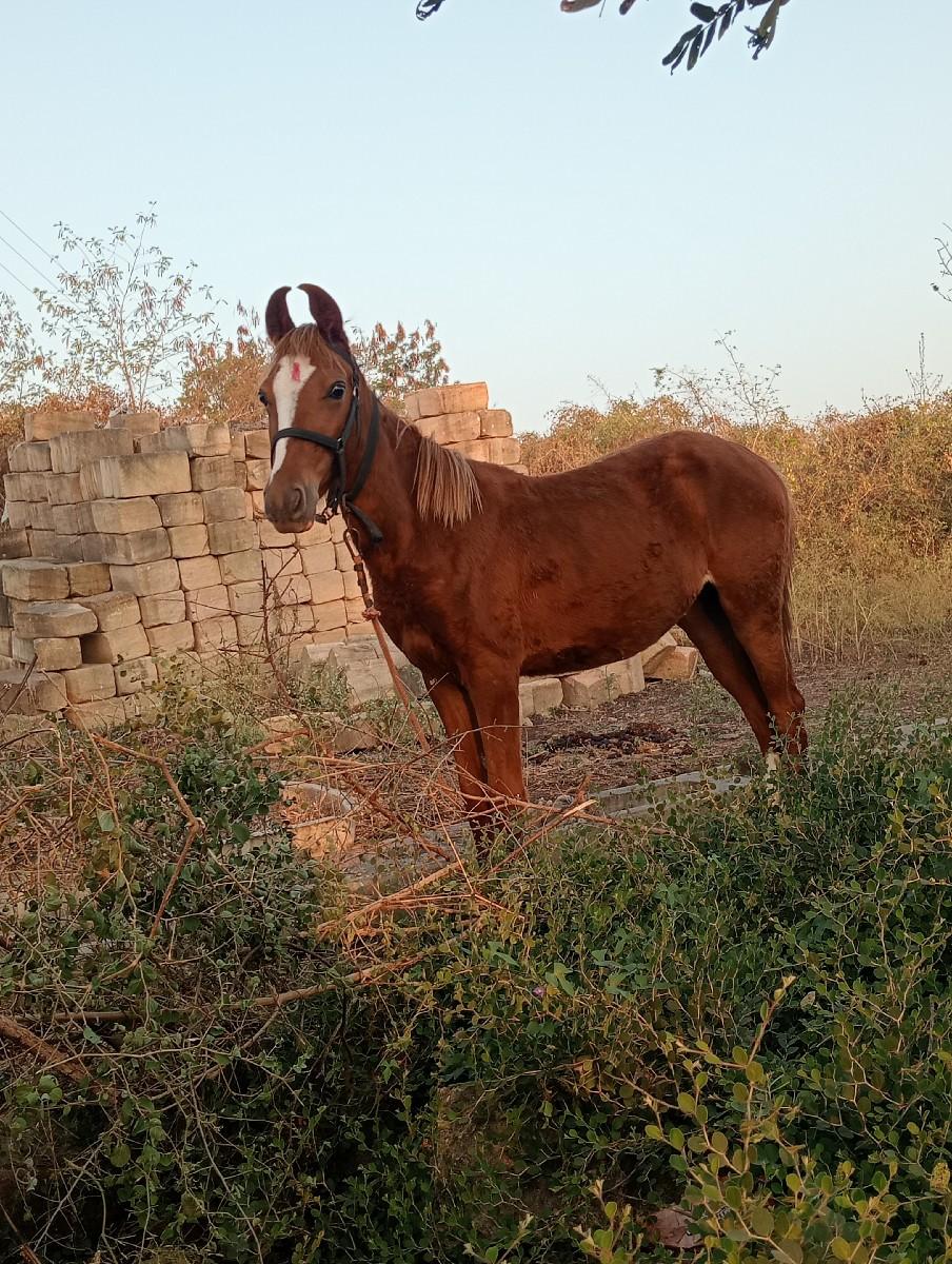 थंबनेल 3